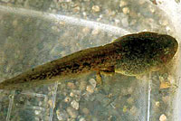 Columbia Spotted Frog tadpole