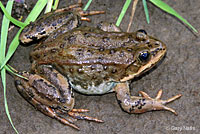 Columbia Spotted Frog