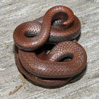 Common Sharp-tailed Snake