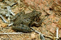 cricket frog