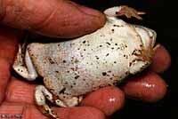 Western Chihuahuan Green Toad