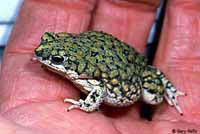Western Chihuahuan Green Toad
