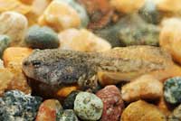 Western Chihuahuan Green Toad tadpole