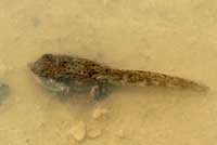 Western Chihuahuan Green Toad tadpole
