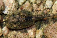 Canyon Treefrog tadpole