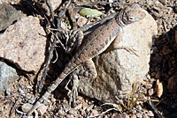 Eastern Zebra-tailed Lizard