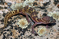 Tucson Banded Gecko