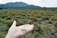 Salt Lake Valley Short-horned Lizard