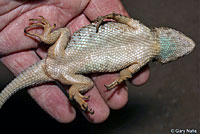 Sonoran Spiny Lizard