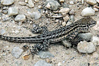 Northern Side-blotched Lizard