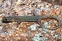 Arizona Night Lizard
