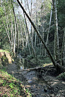 Sierran Treefrog Habitat