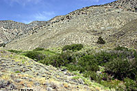 Desert Striped Whipsnake Habitat
