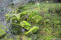 Limestone Salamander habitat