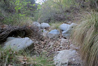 California Newt Habitat