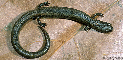 Kern Canyon Slender Salamander