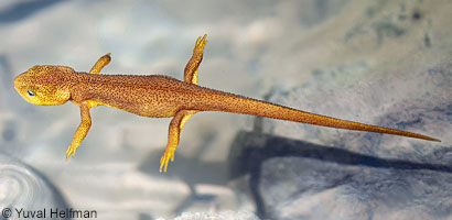 Rough-skinned Newt