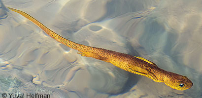 Rough-skinned Newt