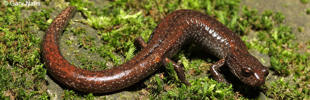 Sequoia Slender Salamander