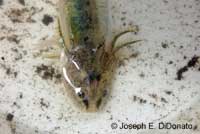 CA Tiger Salamander Larva