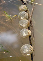 CA Tiger Salamander Eggs