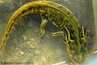 CA Tiger Salamander Egg