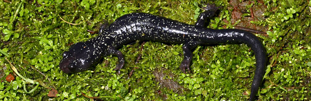 Speckled Black Salamander 