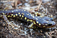 Arboreal Salamander