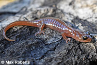 Arboreal Salamander foot