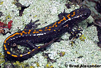 Santa Cruz Long-toed Salamander