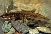 Southern Long-toed Salamander larva