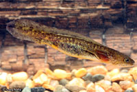 Southern Long-toed Salamander larva