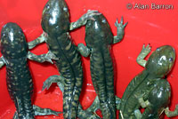 Barred Tiger Salamanders