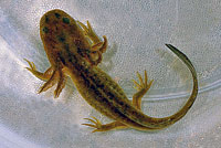 Arizona Tiger Salamander