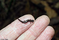 California Slender Salamander