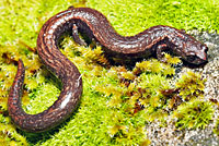 Hell Hollow Slender Salamander
