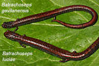 Santa Lucia Mountains Slender Salamander Comparison