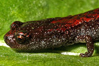 Gabilan Mountains Slender Salamander