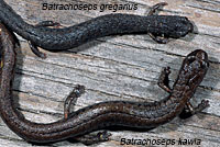 Sequoia Slender Salamander Comparison