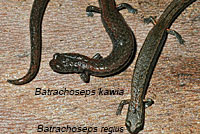 Kings River Slender Salamander comparison