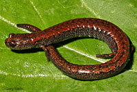 Santa Lucia Mountains Slender Salamander
