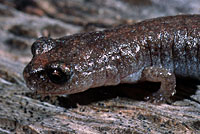 Garden Slender Salamander