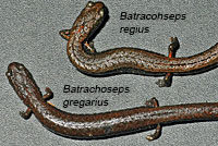 Kings River Slender Salamander comparison