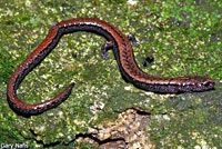 Greenhorn Mountains Slender Salamander