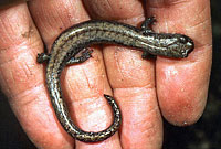 Kern Plateau Slender Salamander