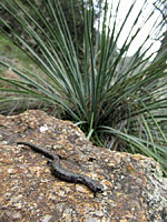 Tehachapi Slender Salamander