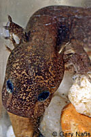 California Giant Salamander larva