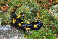 Yellow-blotched Ensatina