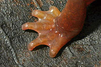 Limestone Salamander foot