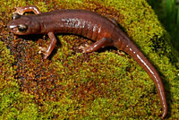 Limestone Salamander